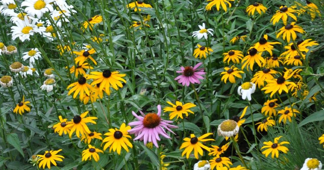 Year-round gardening: Take time to divide perennial plants | Lifestyle