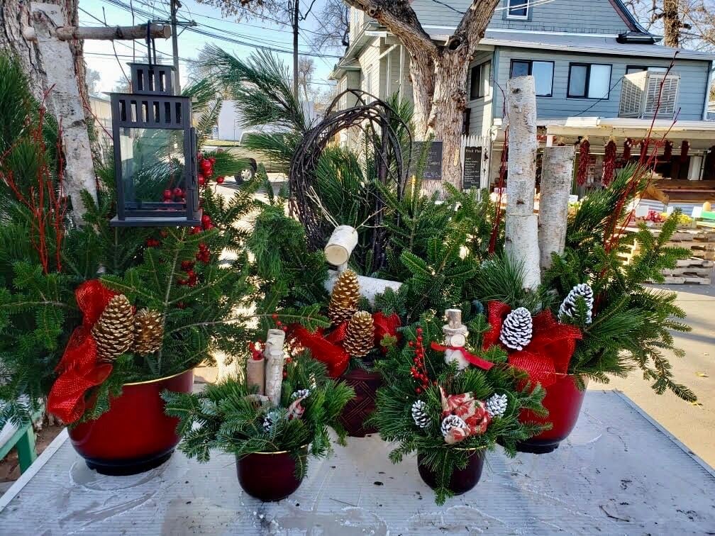 Christmas Plants