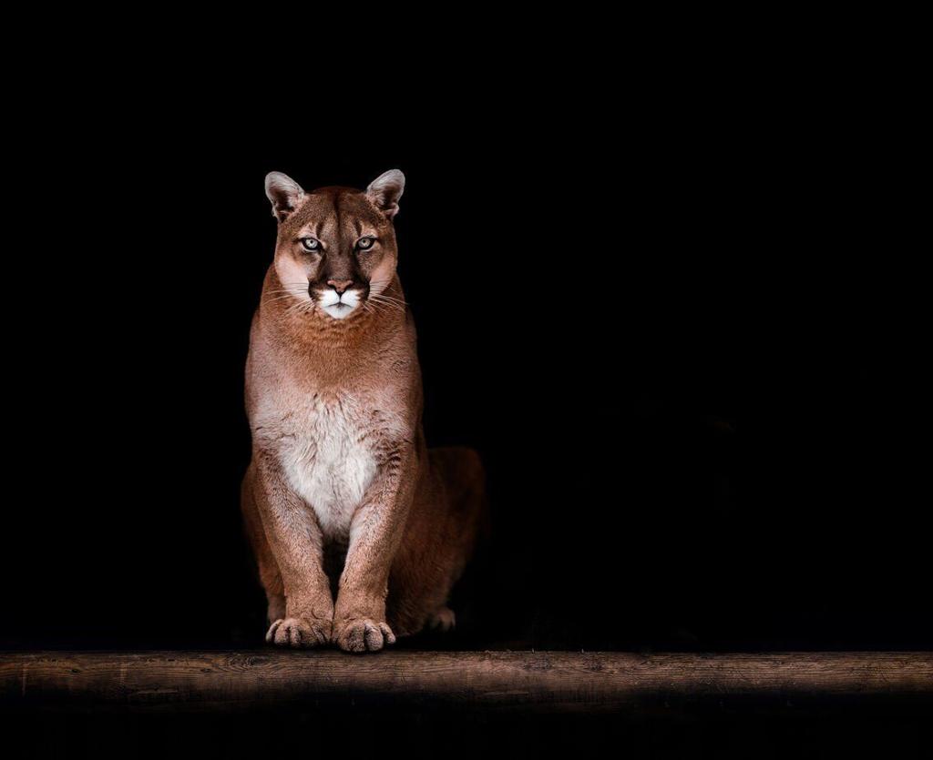 Possible mountain lion reported in Princeton resident's yard 