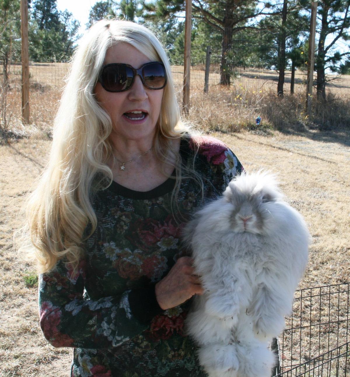 The Country Life Angora Rabbits Find Home Purpose At Black