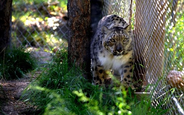 Makalu the Snow Leopard - Dudley Zoo and Castle