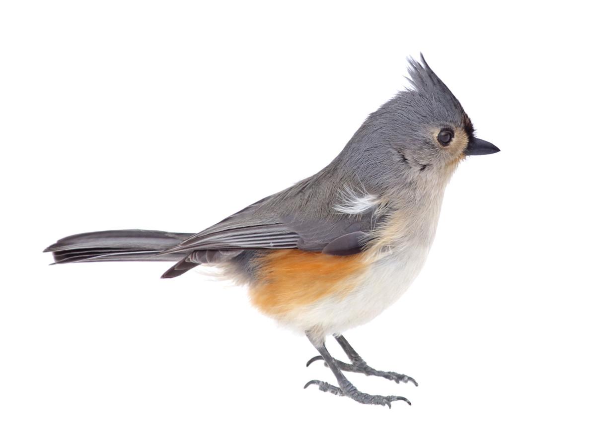 Great Backyard Bird Count Taking Place In Colorado Springs And