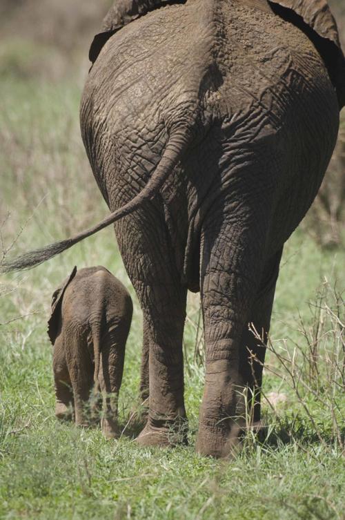 Baby Elephant Walking By Mother From The Rear Gazette Com