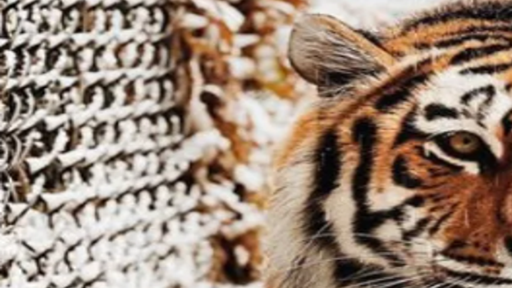 Restaurant Review – Bengal Tiger