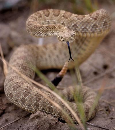 Bears Rattlesnakes And More Are Back Around Colorado Springs