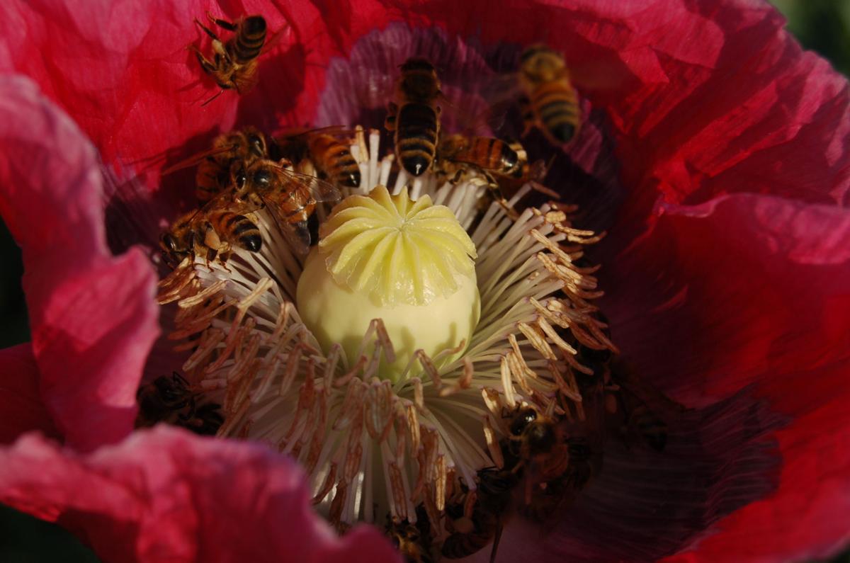 Bee Friendly Pollinator Plants Colorado Springs News Gazette Com