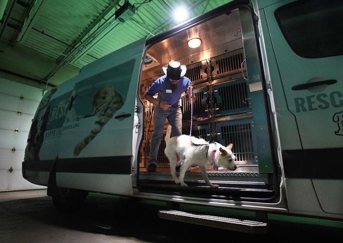 Humane Society in Colorado Springs takes in 28 dogs from Pueblo, assesses  medical needs | News 