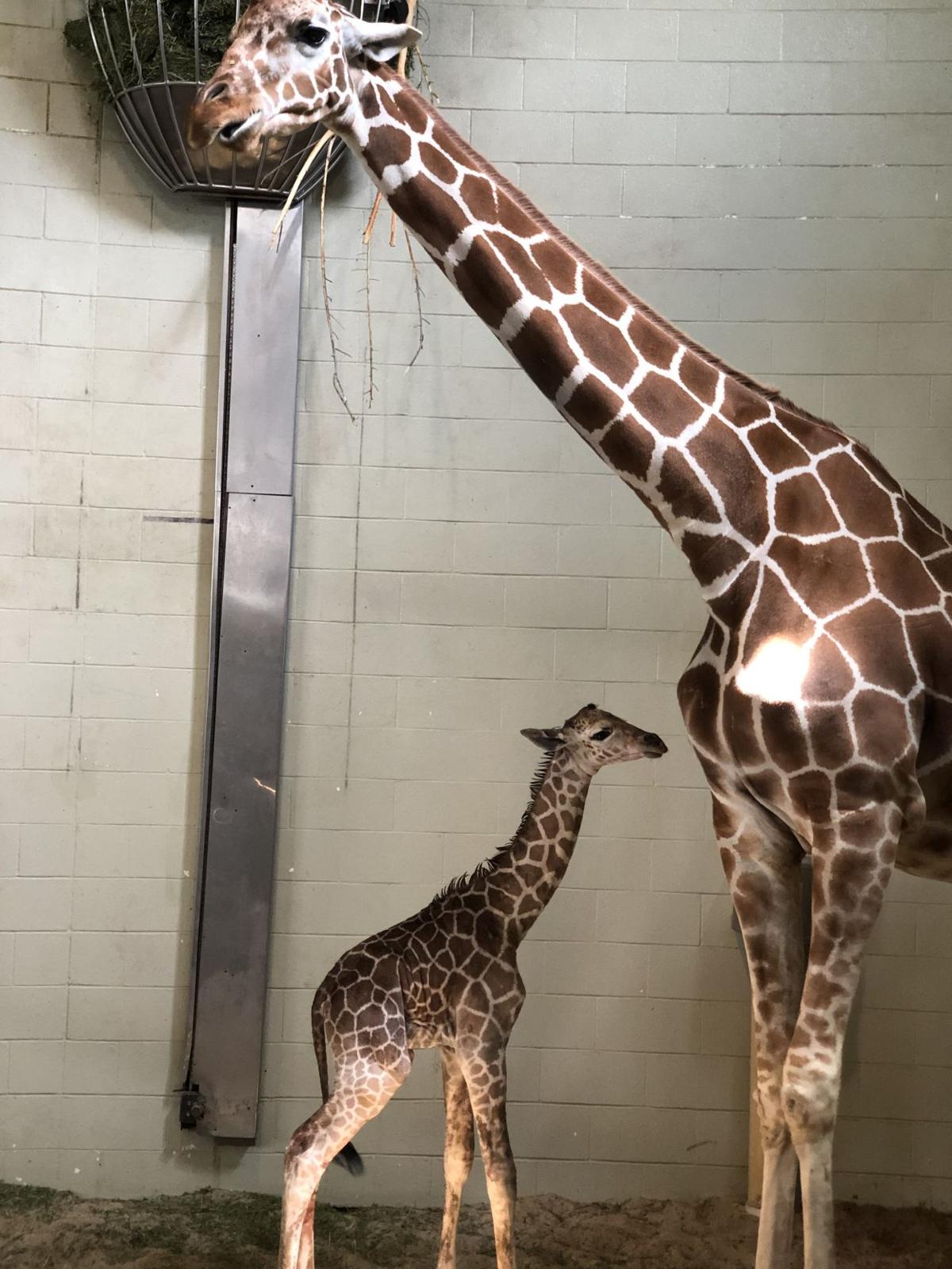 Cheyenne Mountain Zoo giraffe gives birth to 201st calf born in