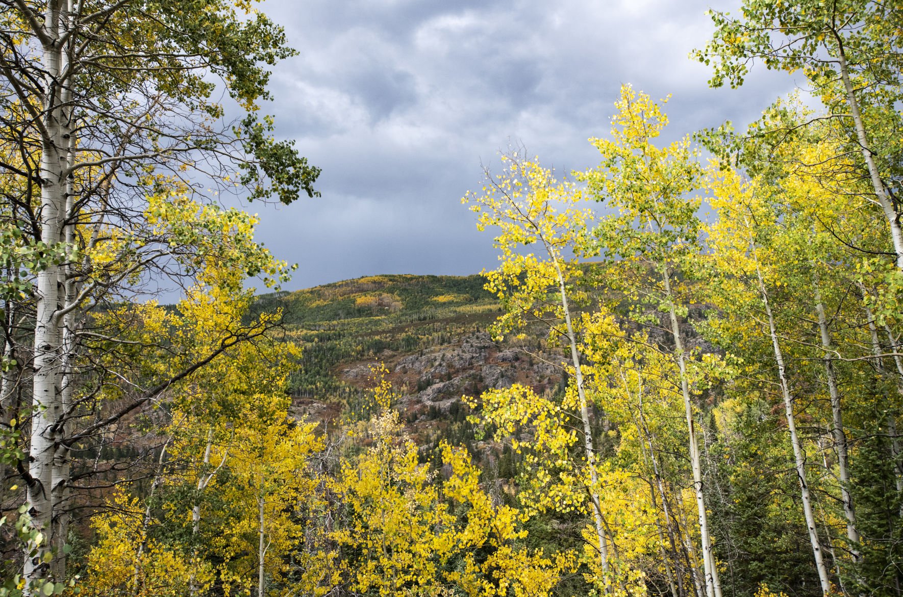 Colorado S Aspen Trees The Largest Living Organisms On Earth   5ba05da75864a.image 