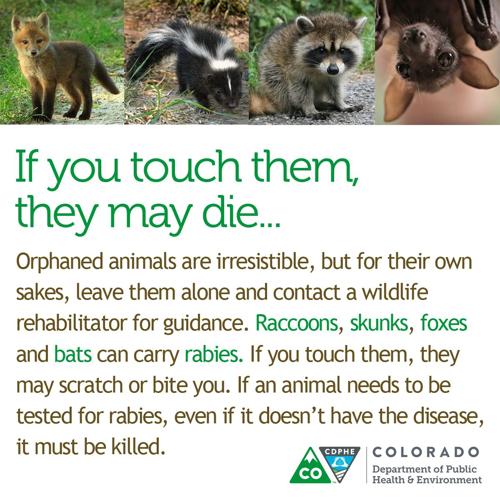 can you get rabies from touching a dead animal