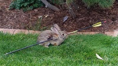 rabbit found alive in colorado springs