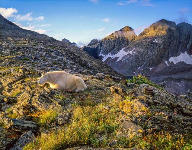 1 Billy goat, Trinity Alps, Needle Mountains, Weminuche Wilderness.jpg