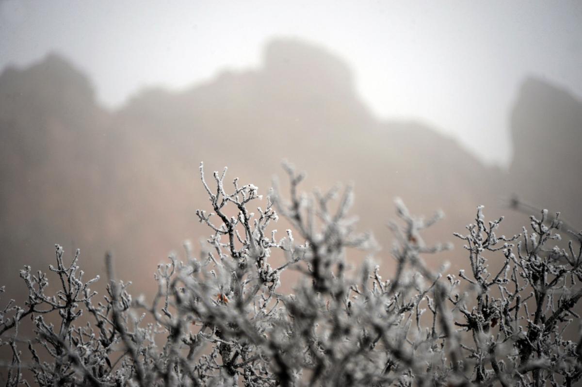 Frosty gamble oak in front of the Southgate rock formation in Garden of the Gods on Monday, Feb. 10, 2014. A dense fog advisory for the Colorado Springs area cancelled some flights from the Colorado Springs' airport Monday morning. Although the advisory was lifted, fog remained in Garden of the Gods Monday, Feb. 10, 2014. A band of snow could bring 1-3 inches of snow to the region through the day. Carol Lawrence/The Gazette