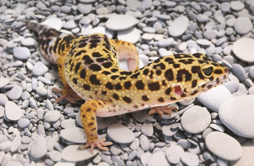 Leopard sales gecko essentials