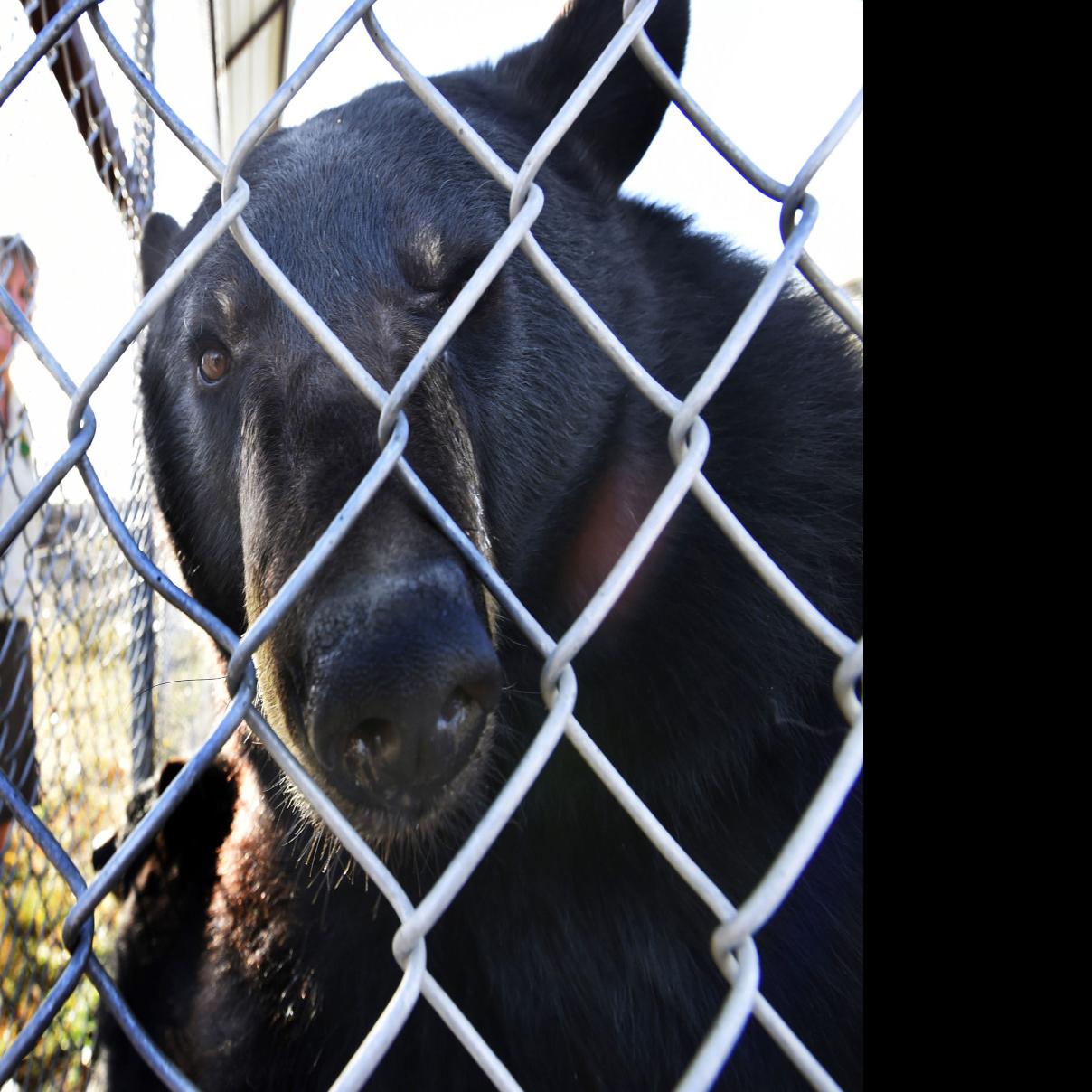 Big Cats Moved From Calhan Refuge After Its Sale And Welfare