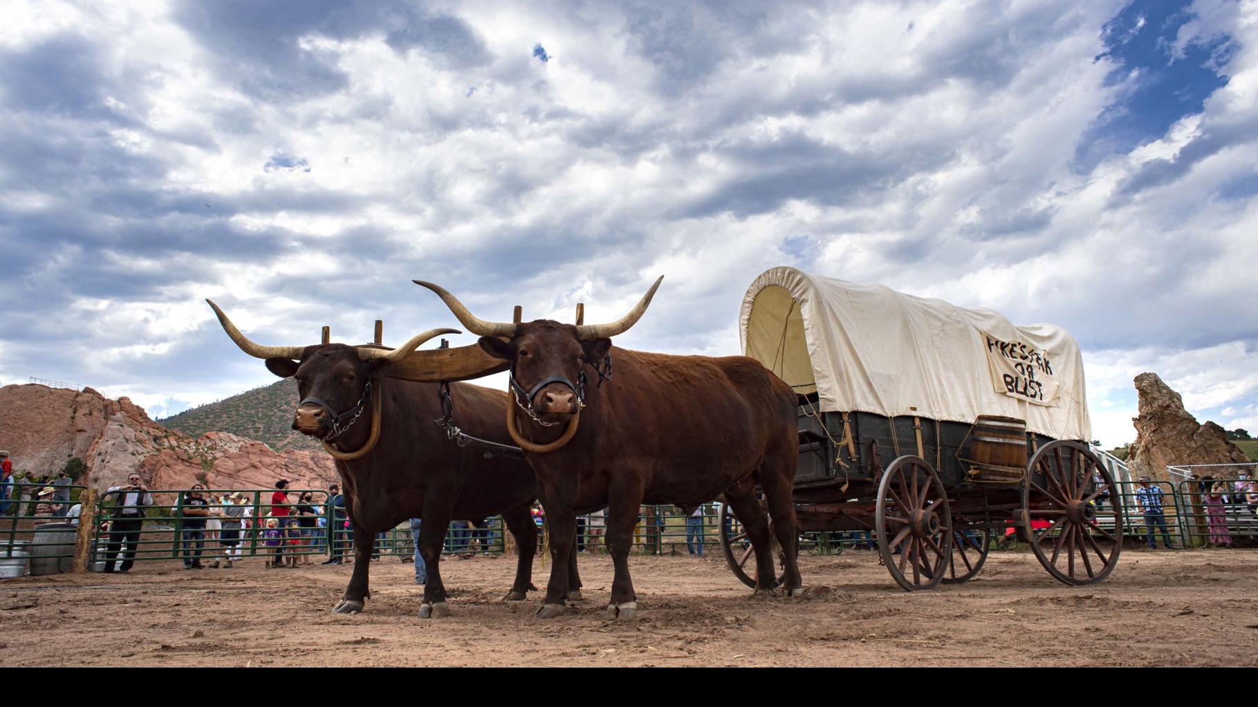 Spooked Oxen Put A Hitch In Flying W Ranch Reopening Colorado Springs News Gazette Com