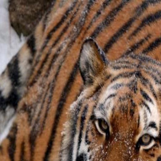 Rare Cheyenne Mountain Zoo tiger dies after mating mishap | News |  