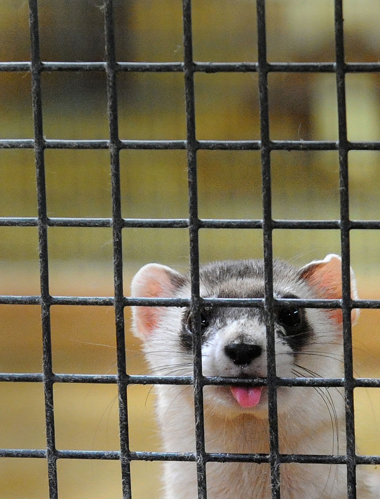 corner creek acres ferret cages