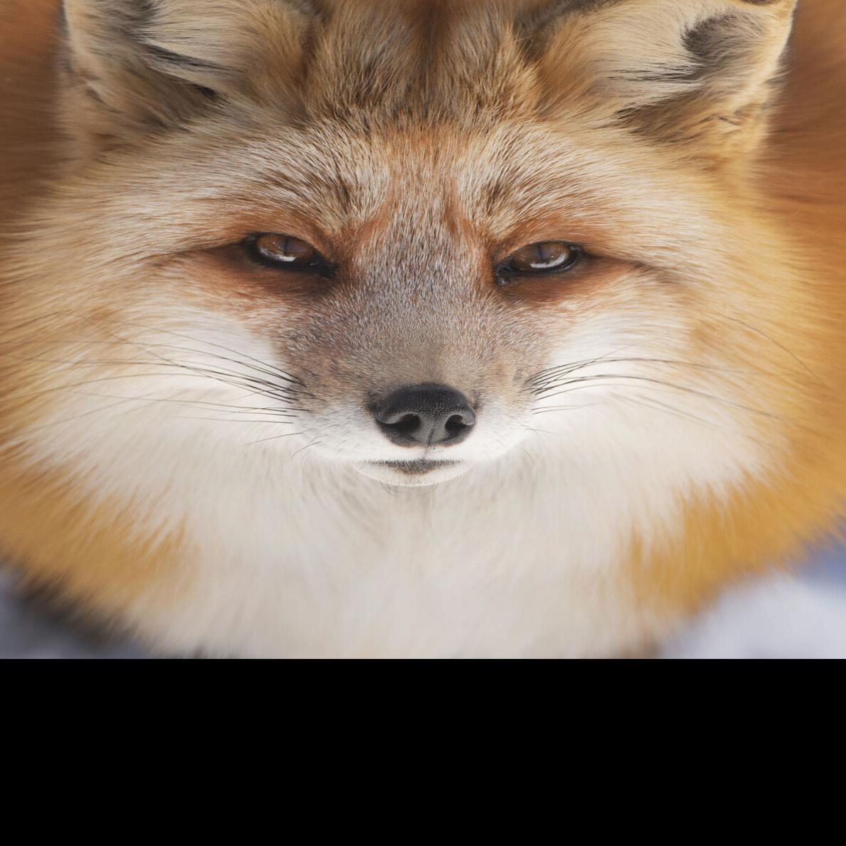 Fun fox facts, Wildlife in the News