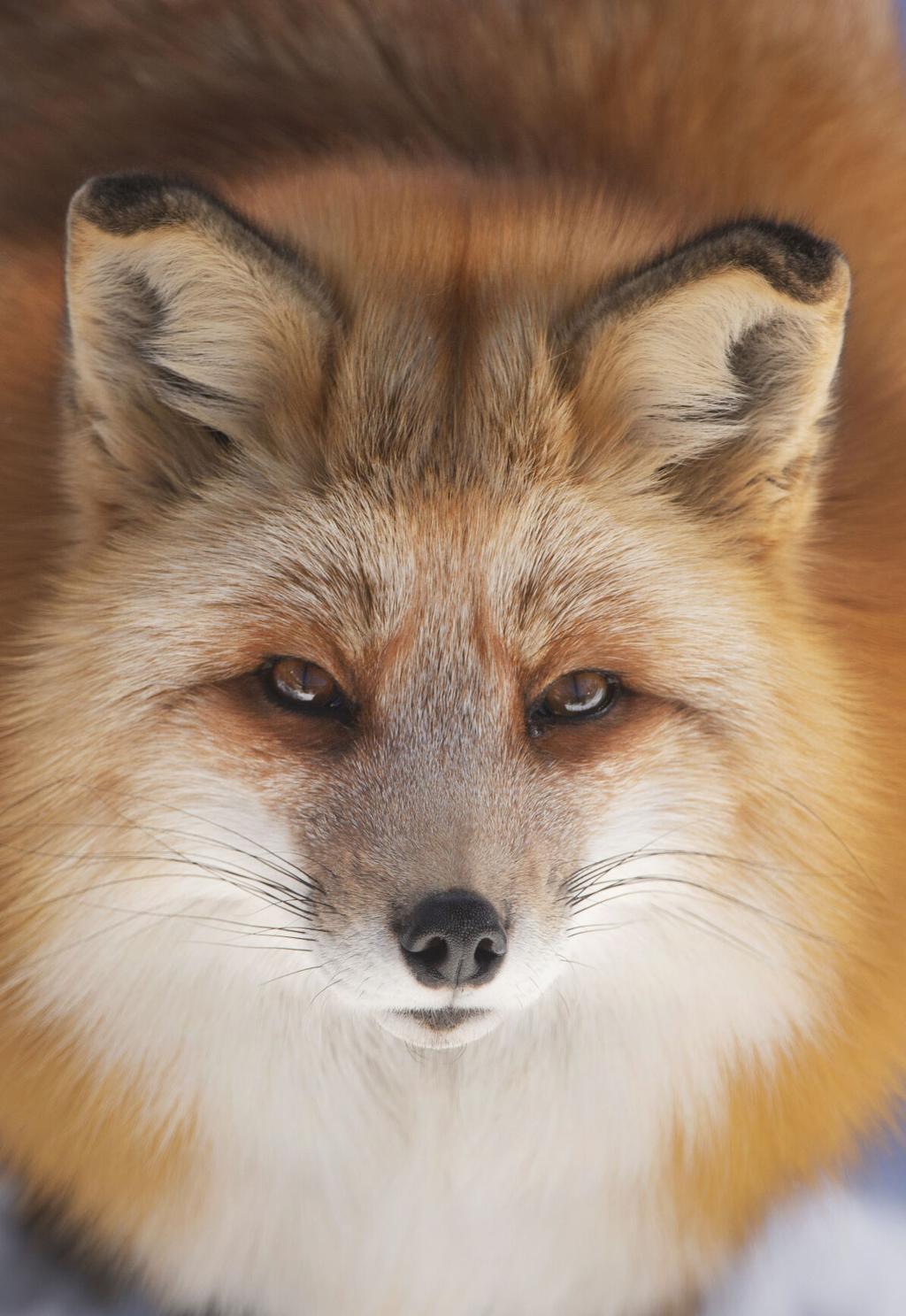 The Timid and Curious Red Fox - Nature Canada
