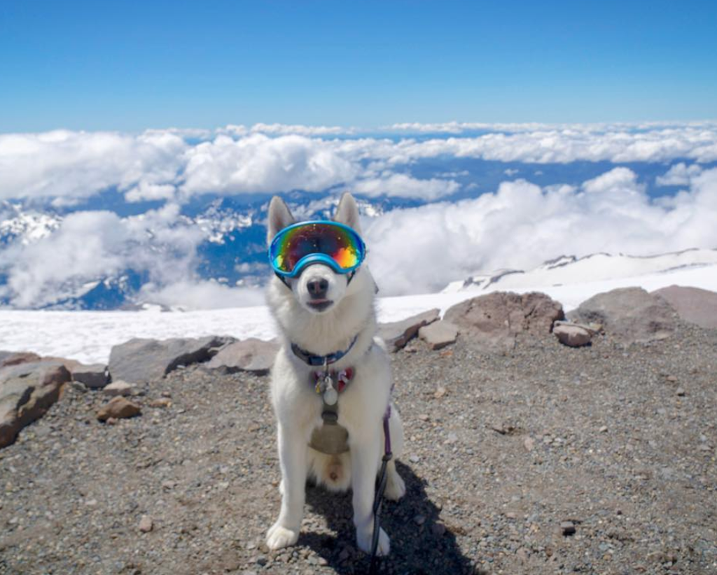Mountain climbing 2025 dog