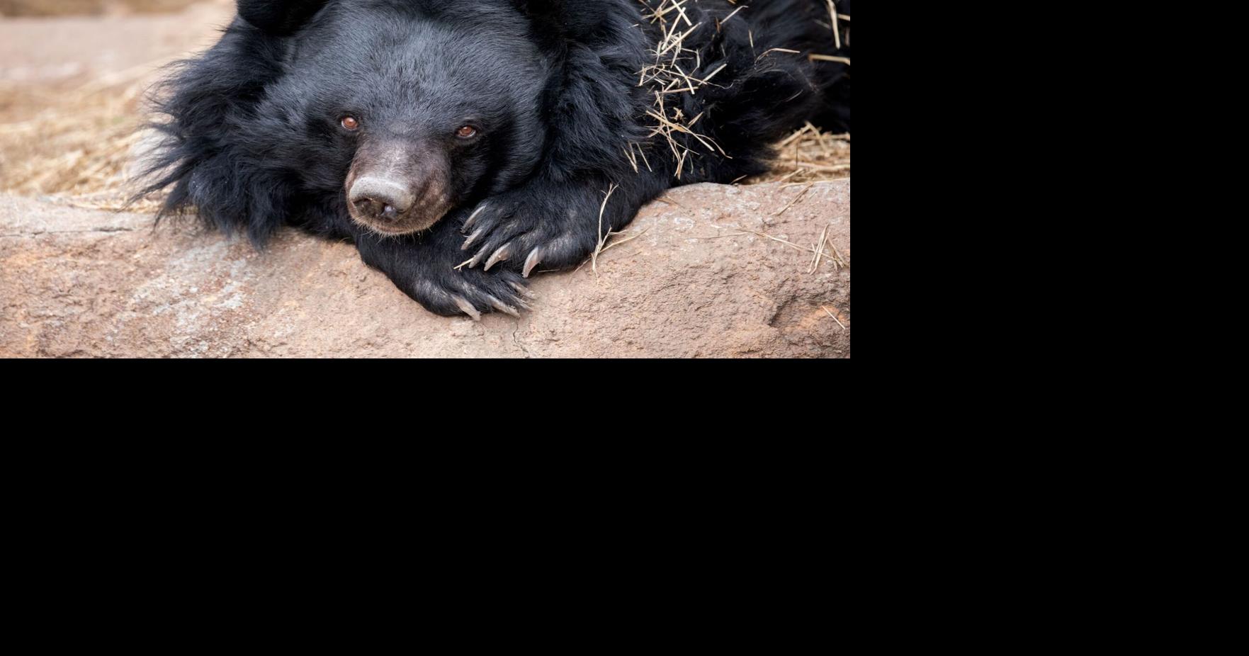 Cheyenne Mountain Zoo bids farewell to 'oldest' Asiatic black bear