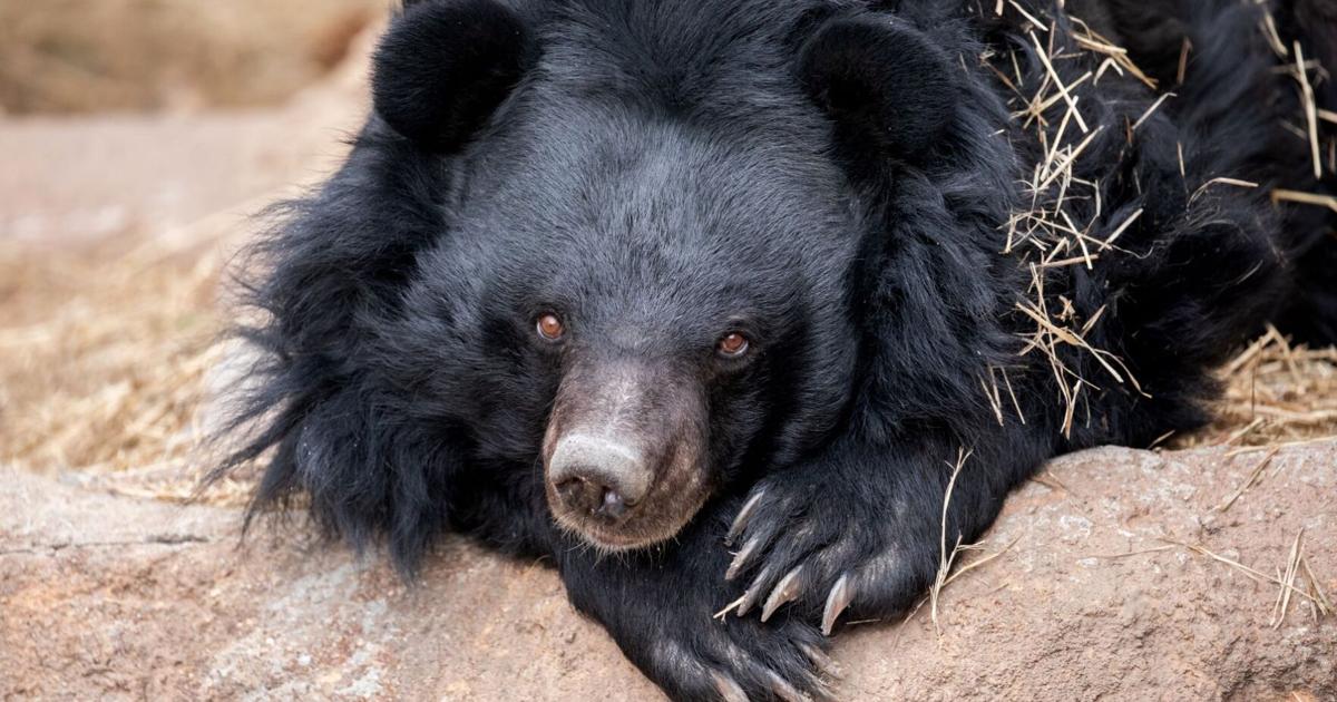 Cheyenne Mountain Zoo bids farewell to 'oldest' Asiatic black bear
