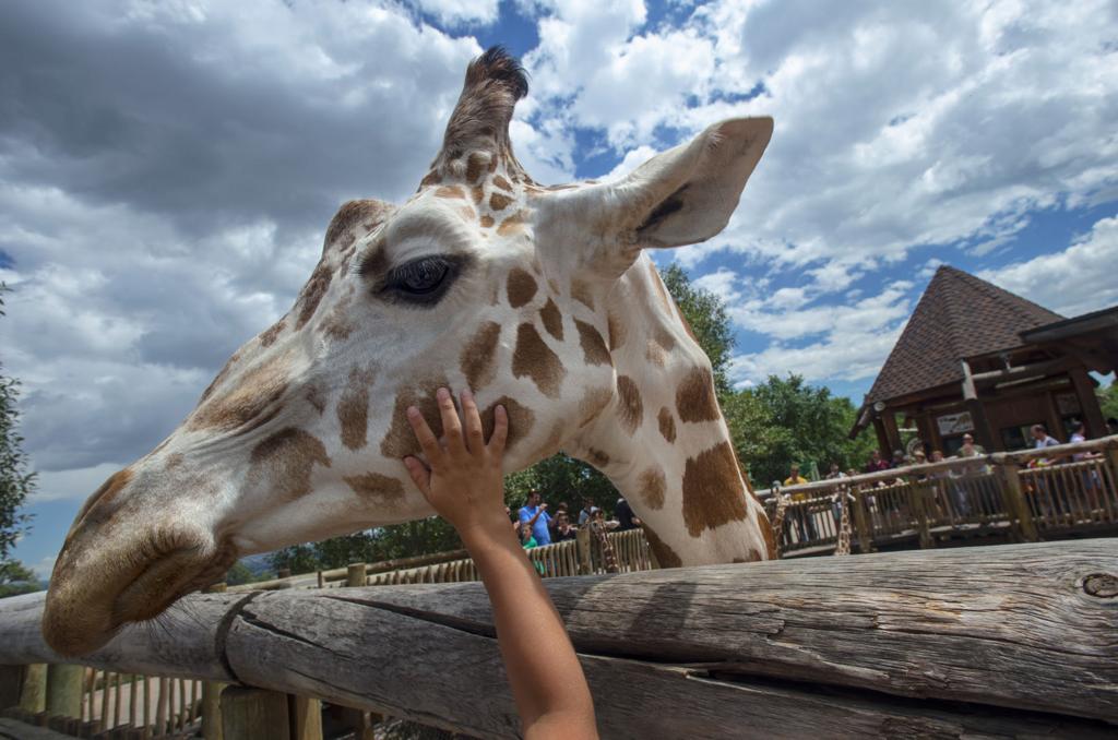 LIST: Eight places to see animals in Colorado | Lifestyle ...