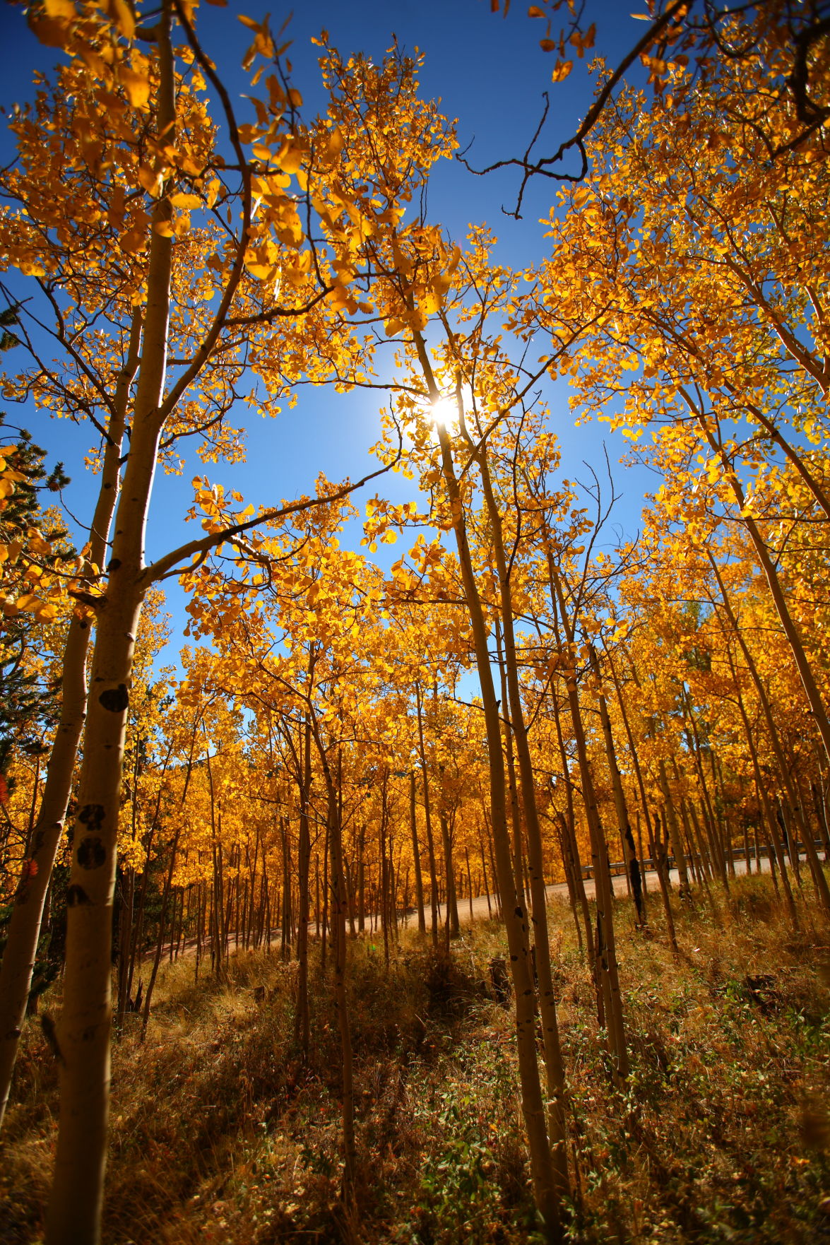 4 of the best places to see Colorado's fall colors near Colorado