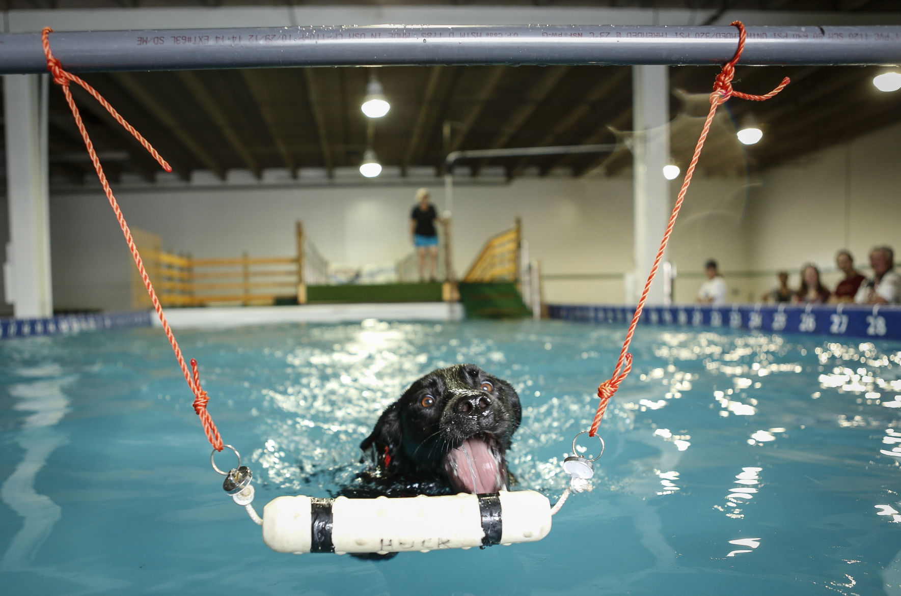 Canine swim center helps promote safe 