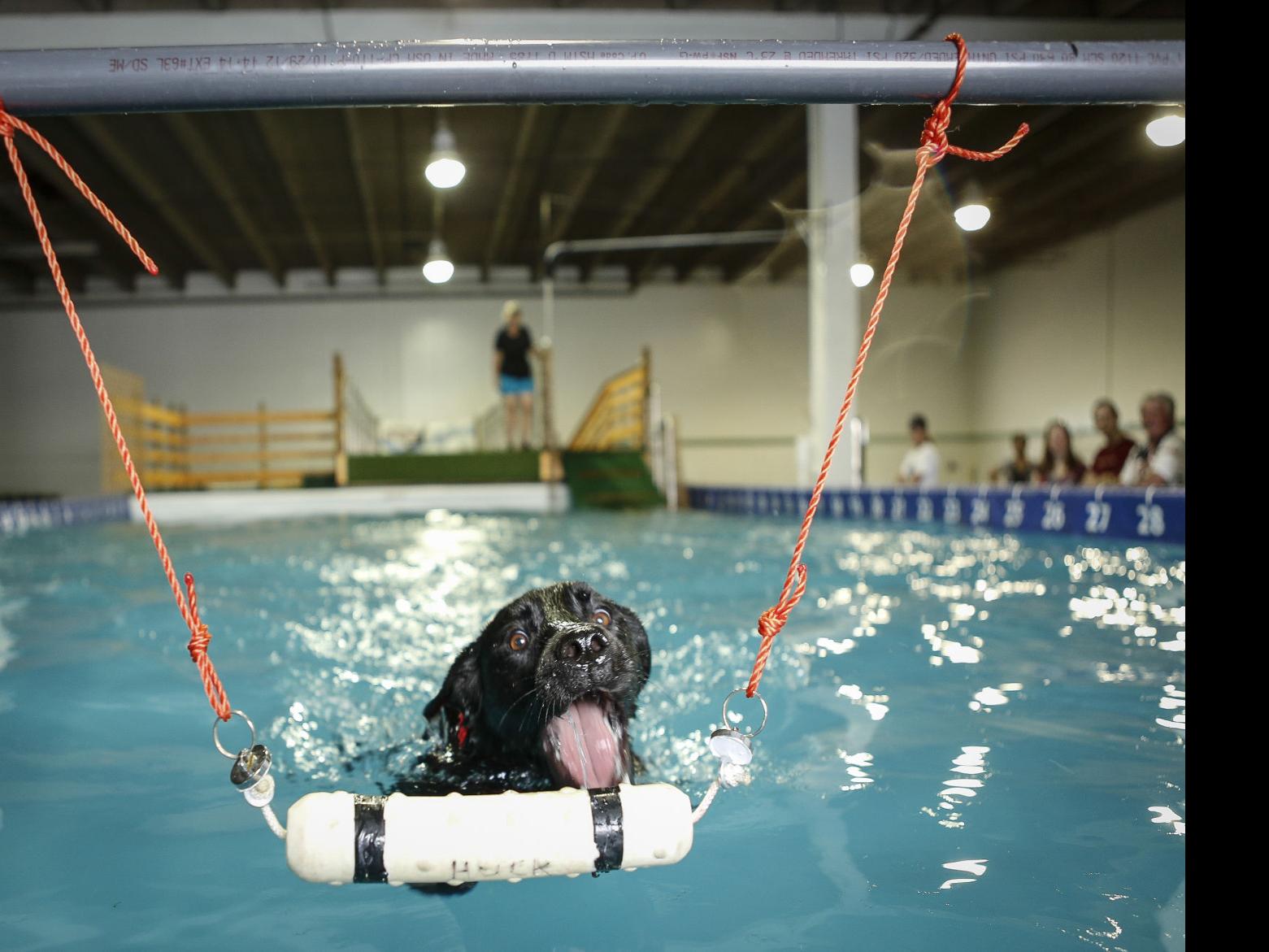 Jacksonville senior dog rescue plans hydrotherapy pool to