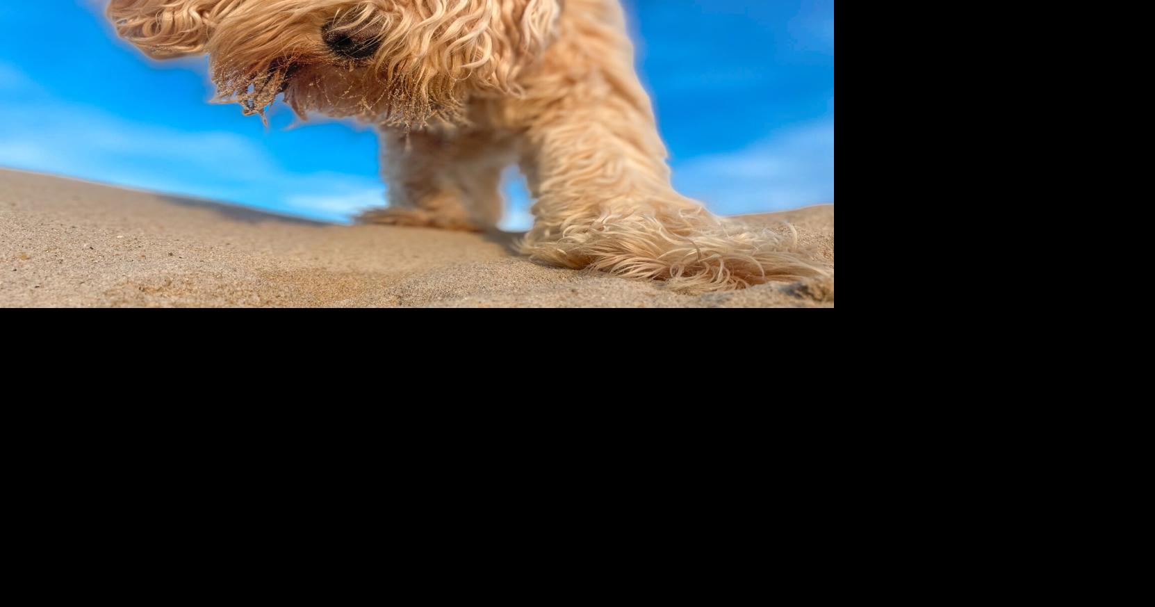 New York cat, dog film festival to stop in Colorado Springs | Pets
