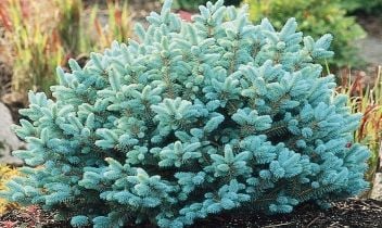 Plant of the week: Blue Globe Spruce