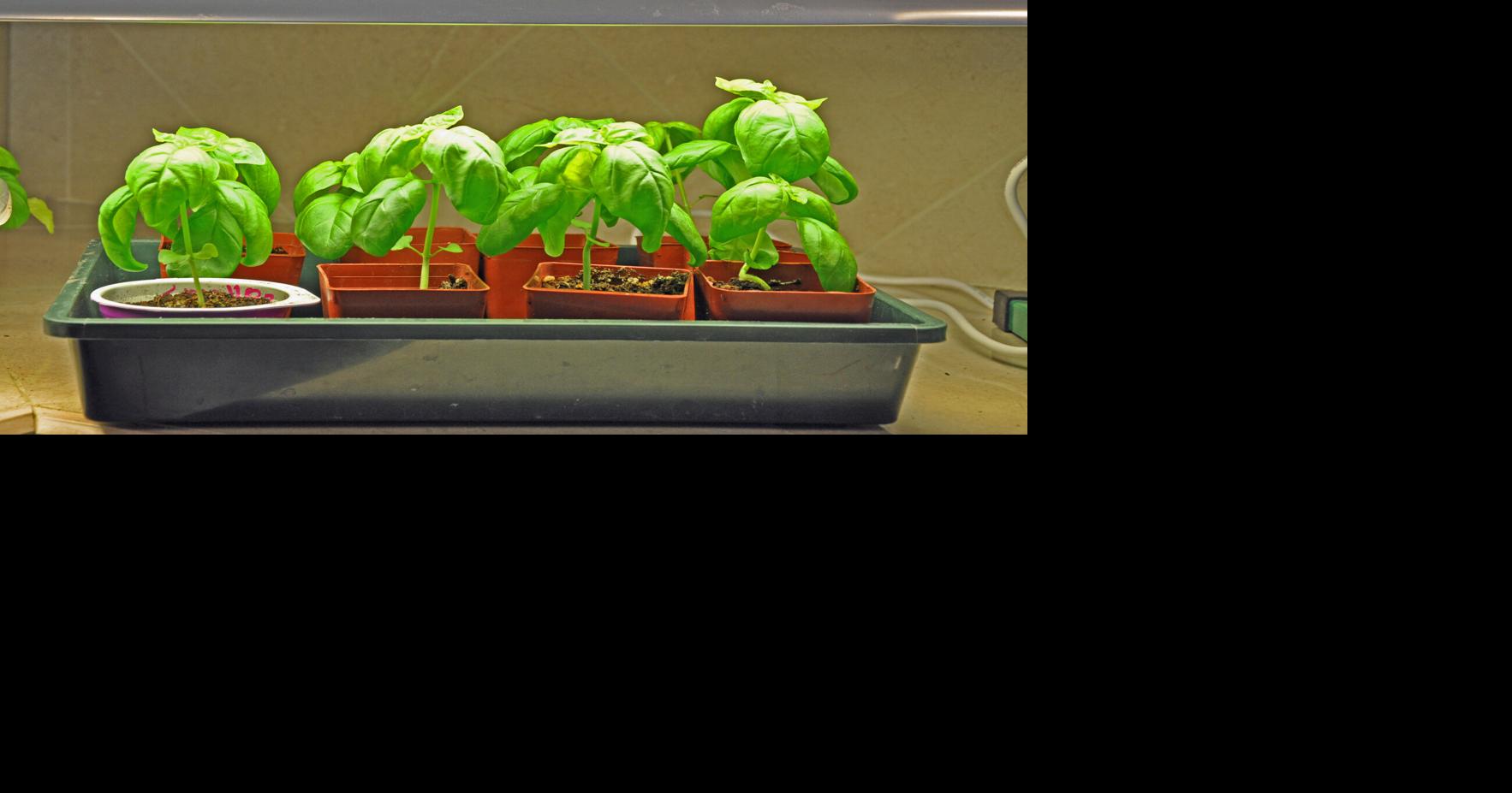 Year-round gardening: Start some seeds indoors now to get a head start on your garden | News