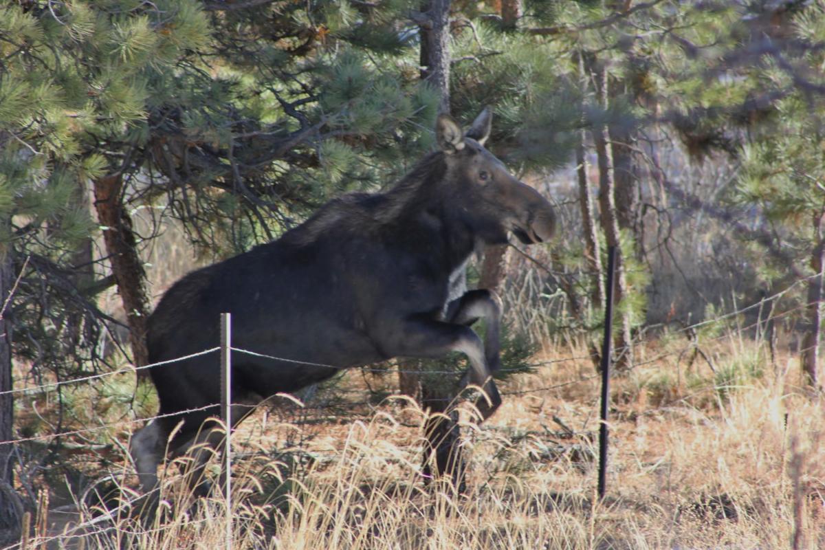 Presence Of Moose In Black Forest Shrouded In Mystery