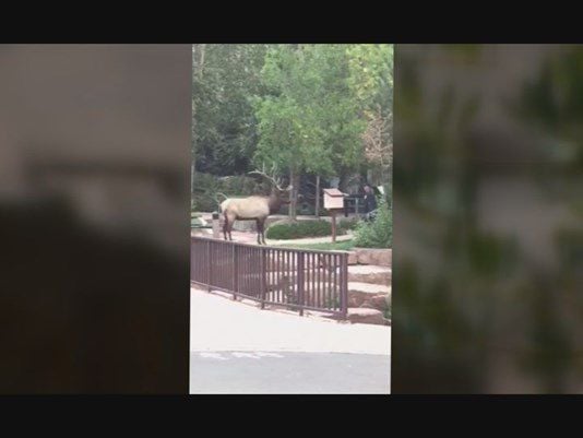 VIDEO: Elk killed after attacking 2 women in Estes Park