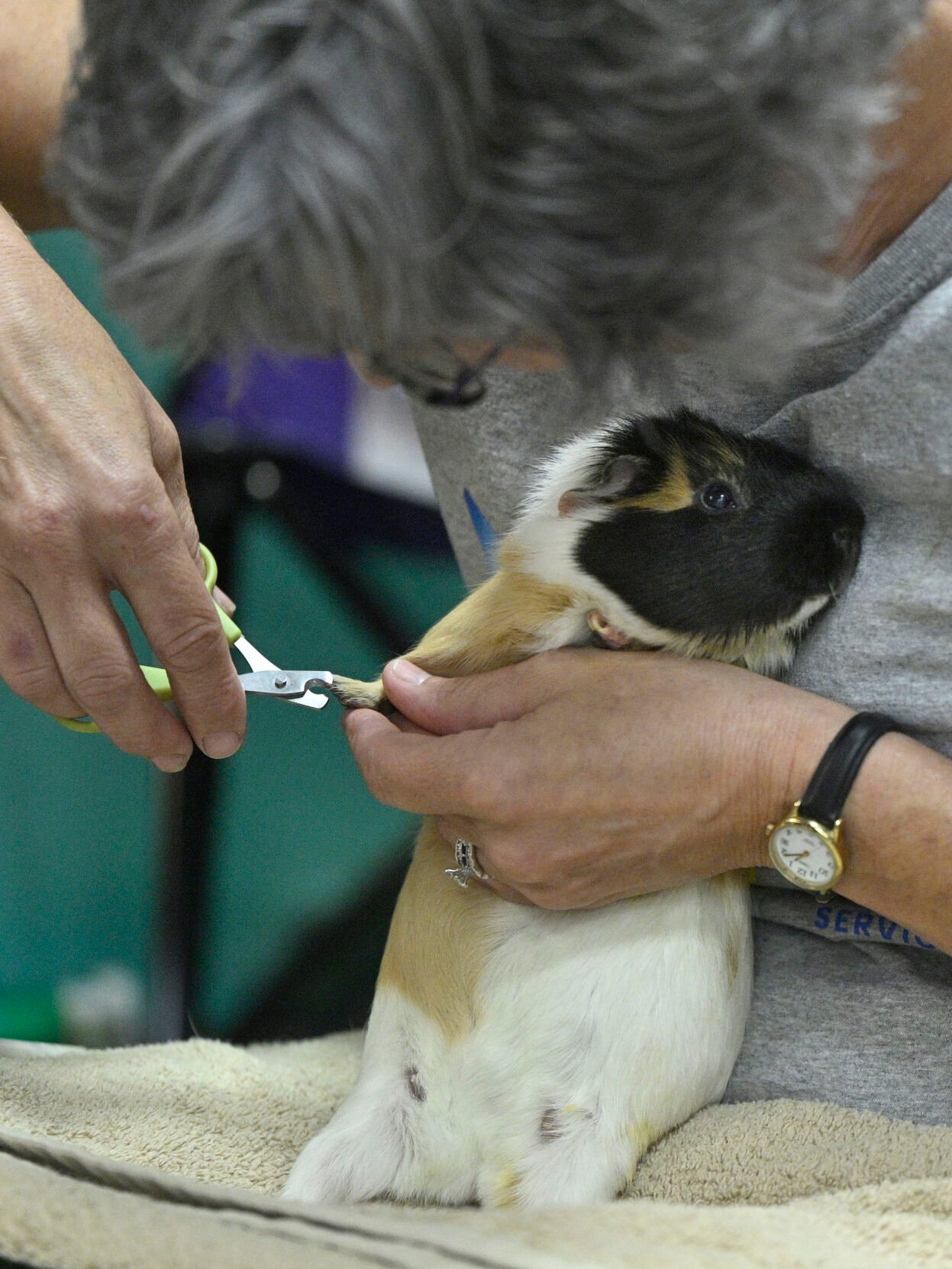 Grooming clearance by jen