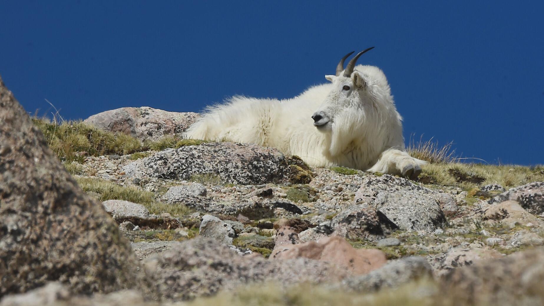 You might be seeing more paint-dotted mountain goats on Mount Evans |  Lifestyle 