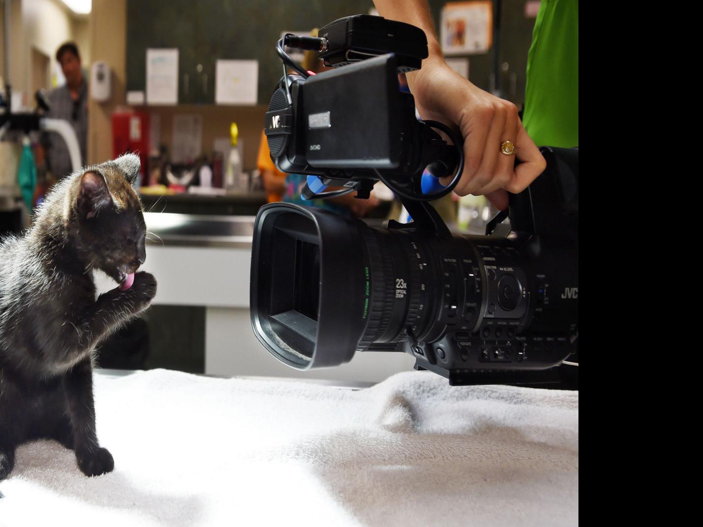 Colorado Springs Rescue Is The Cat S Meow Lifestyle Gazette Com