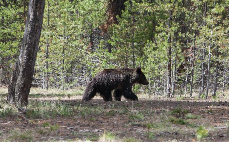 Leave the car and go on foot for look at the wonders of Yellowstone