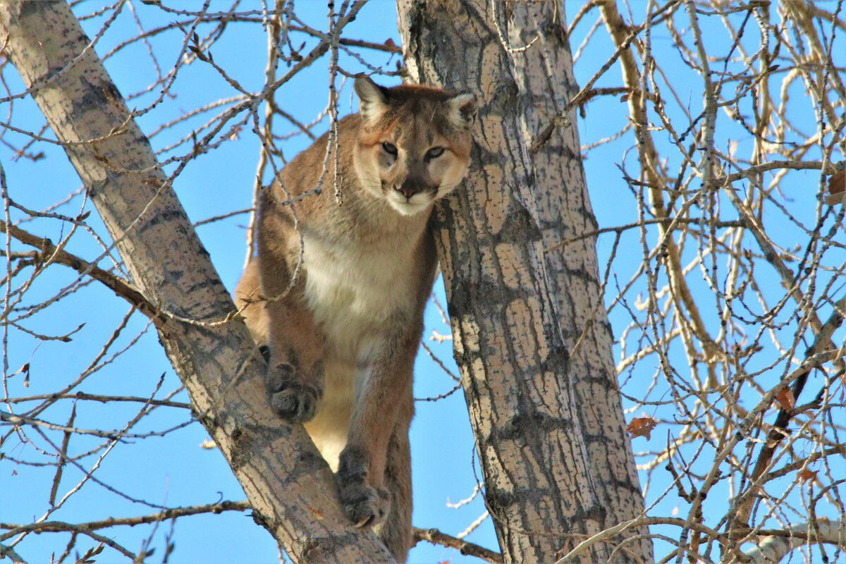 mountain lion range