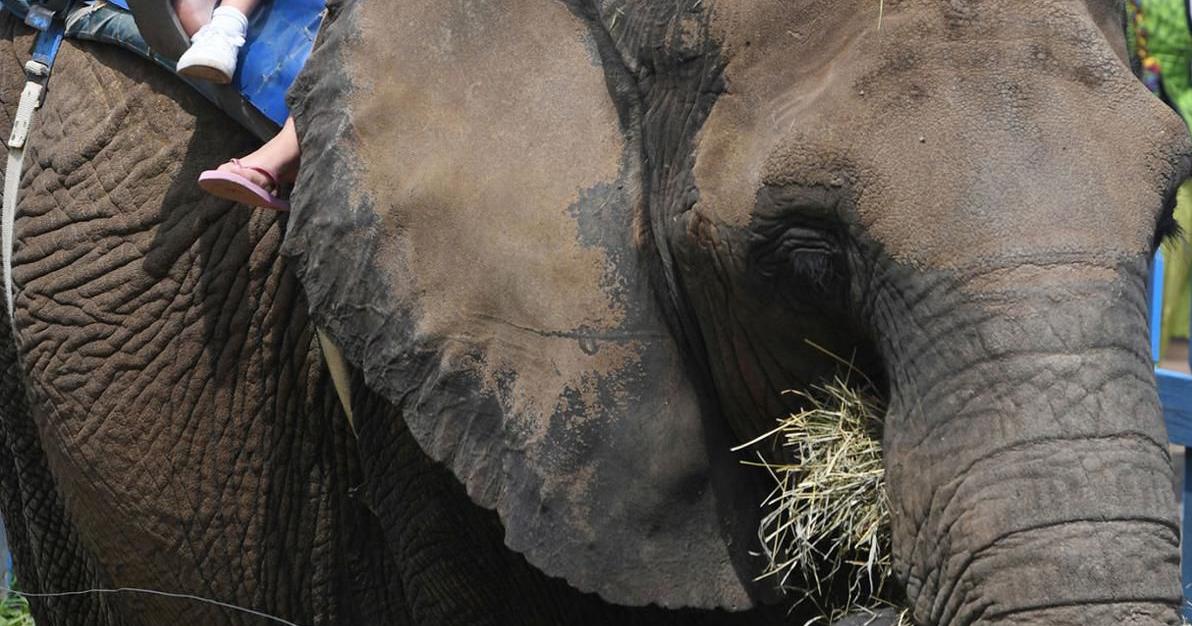 Elephants, part of Colorado Renaissance Festival show for decades ...