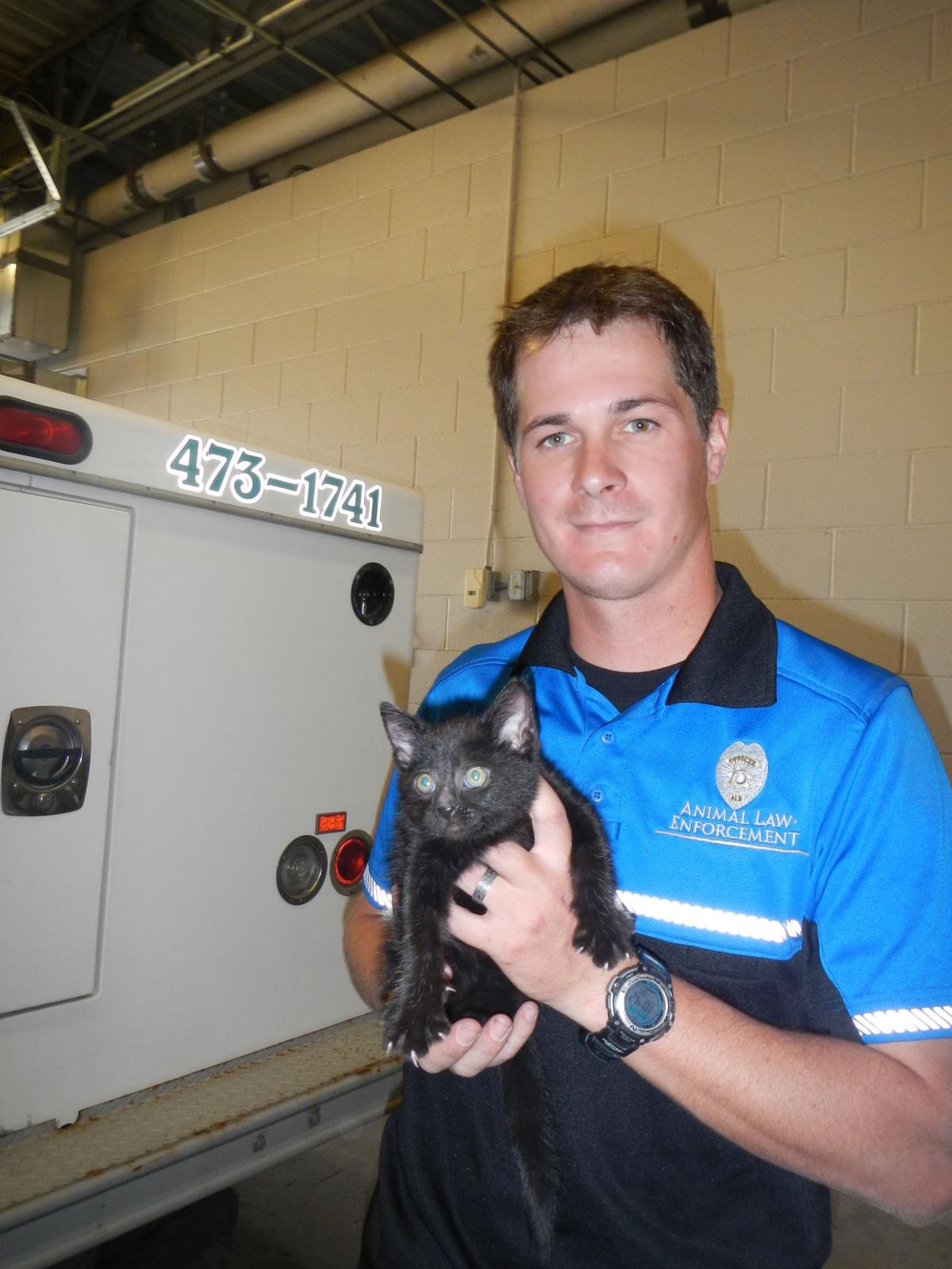 Colorado Springs Rescue Is The Cat S Meow Lifestyle Gazette Com