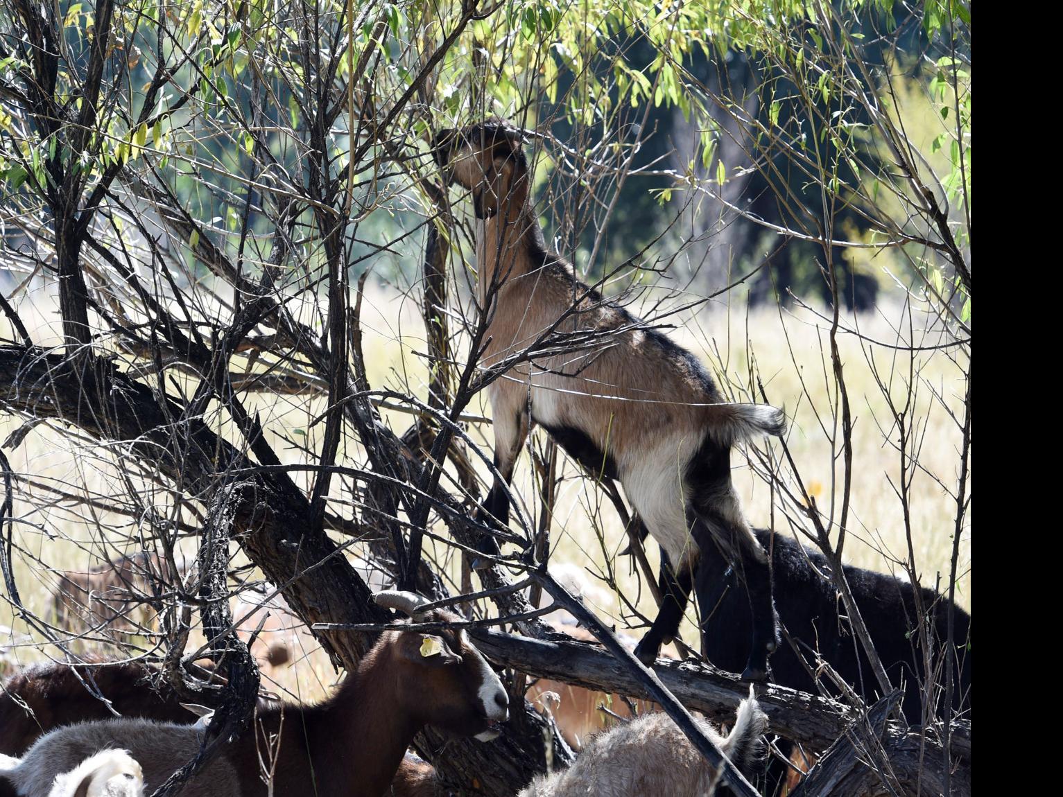 Goats Munching Without Dog Interference In Return To Colorado