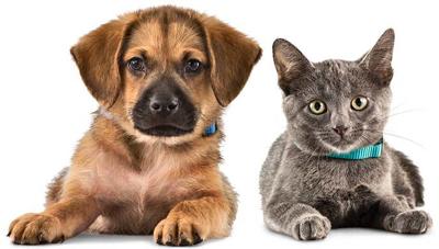 Colorado Springs Area Pet Adoption Fairs And Events Starting April 13 Lifestyle Gazette Com