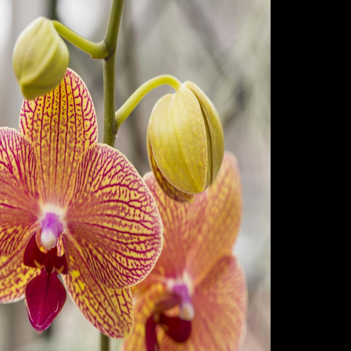 Orchid Showcase At Denver Botanic Gardens Offers Mid Winter Taste Of The Tropics Lifestyle Gazette Com