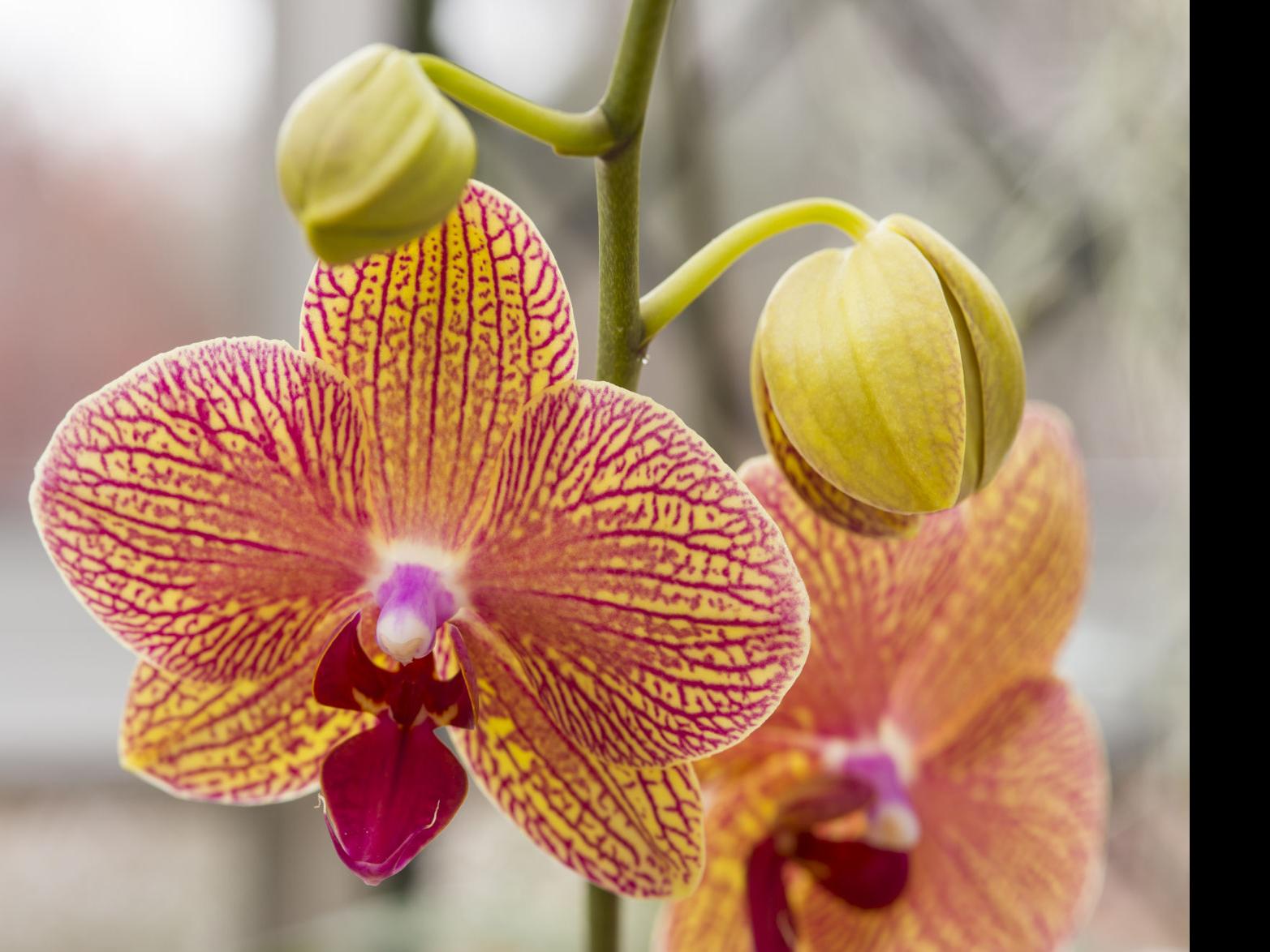 Orchid Showcase At Denver Botanic Gardens Offers Mid Winter Taste Of The Tropics Lifestyle Gazette Com