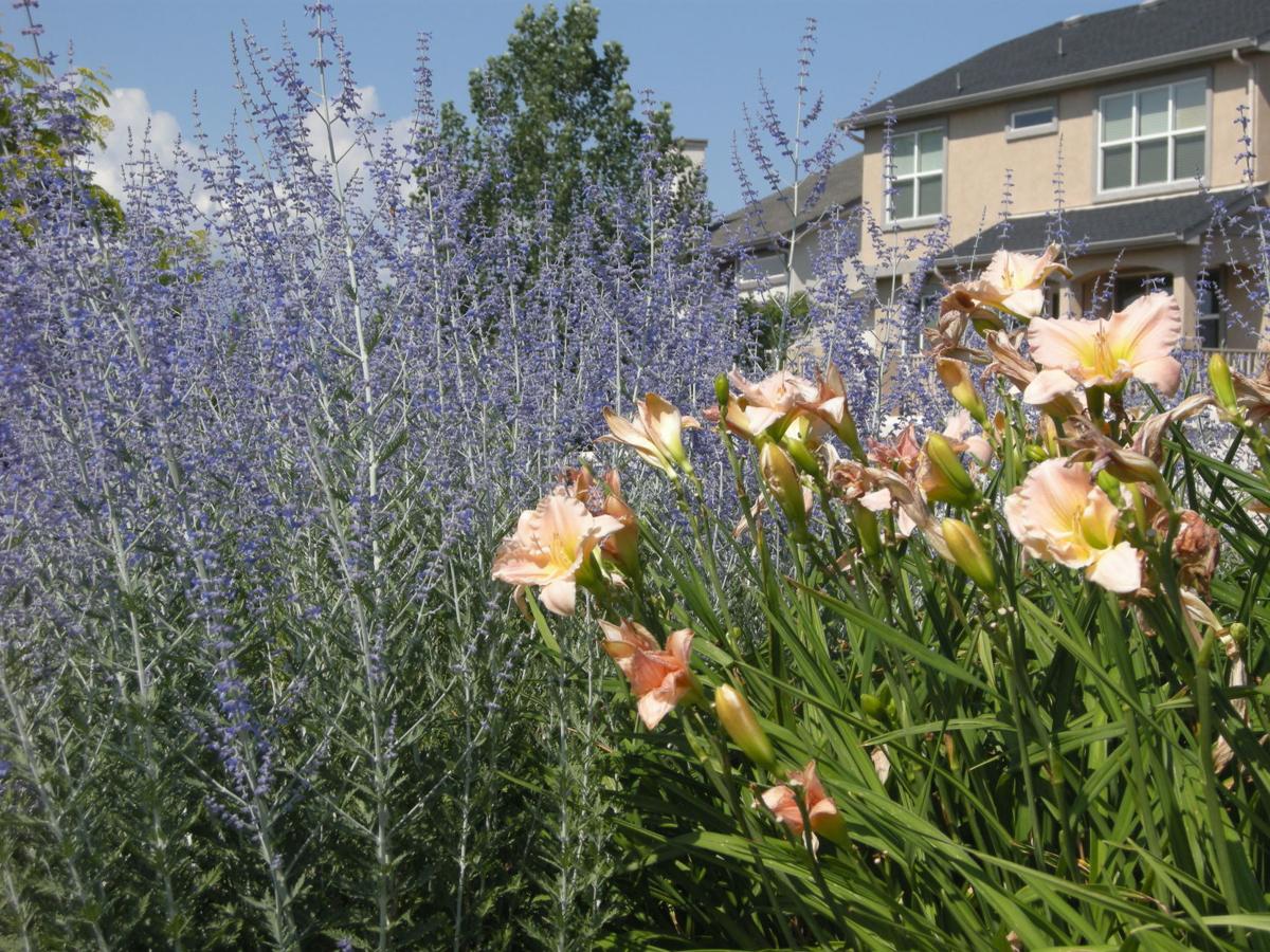 Year Round Gardening Russian Sage Is Hardy Low Maintenance