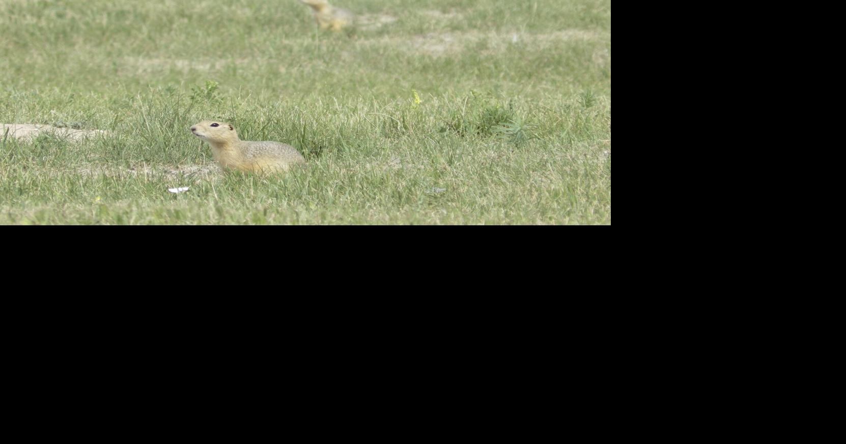 Ground squirrels are taking over a North Dakota city, and officials are not amused | OUT WEST ROUNDUP