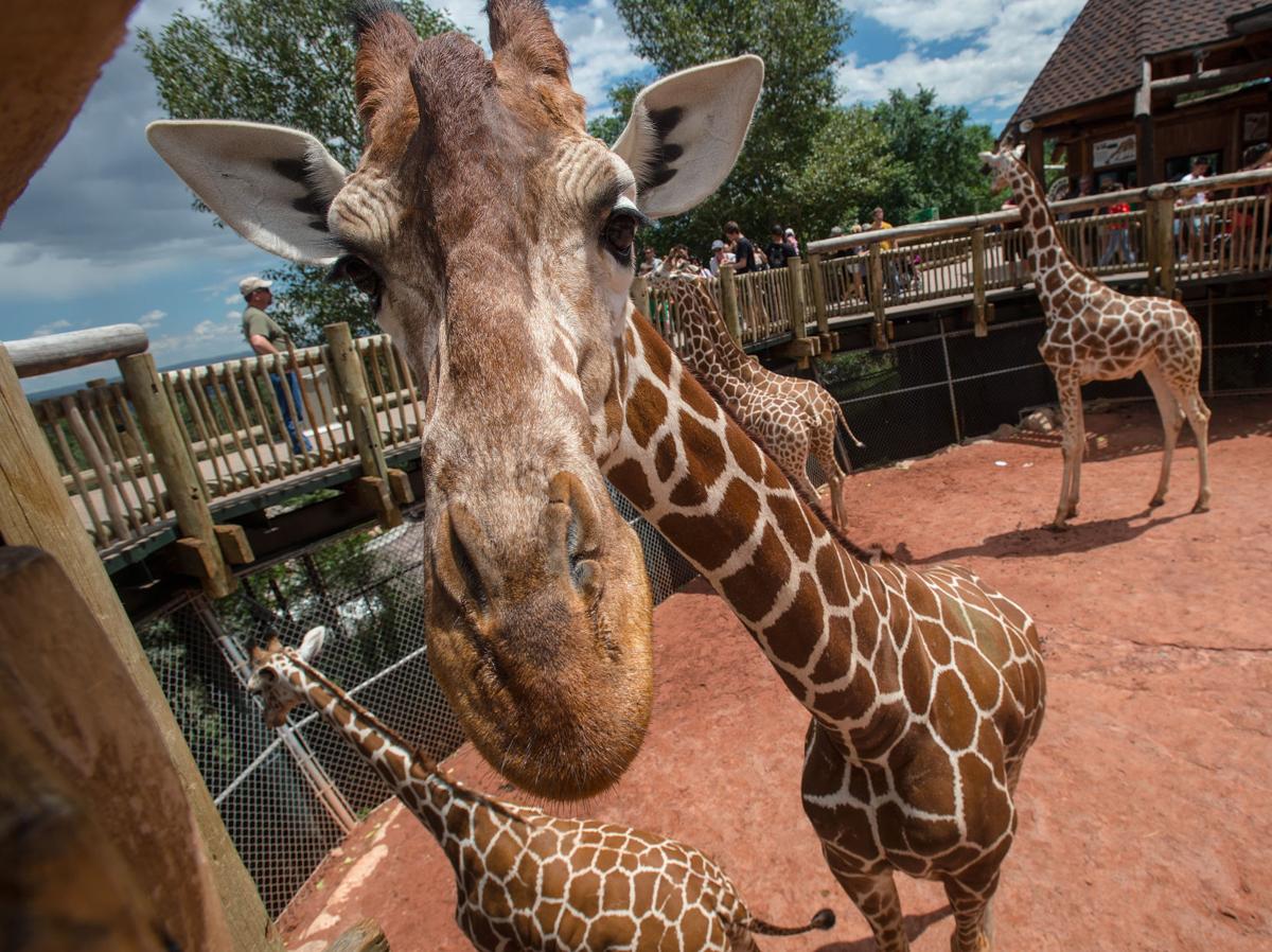 Cheyenne Mountain Zoo May Soon Be Reopening In Phases Colorado Springs News Gazette Com